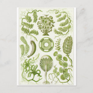 Tarjeta postal de arte de Ernst Haeckel: Siphoneae
