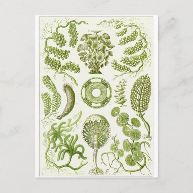 Tarjeta postal de arte de Ernst Haeckel: Siphoneae (Anverso)