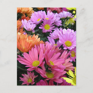 Tarjeta postal de arte fotográfico de margaritas c