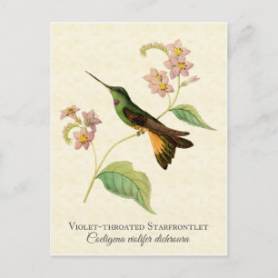 Tarjeta postal de arte Starfrontlet Hummingbird