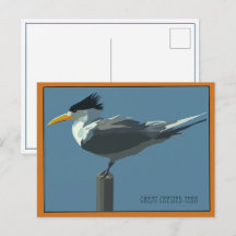Tarjeta postal de ave - Golondrina de mar crestada