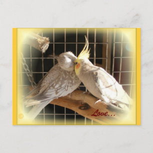 Tarjeta postal de Aves de Amor