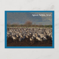 Tarjeta postal de aves migratorias