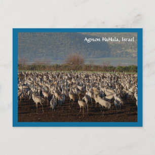 Tarjeta postal de aves migratorias