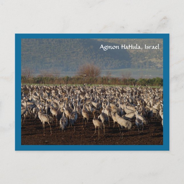 Tarjeta postal de aves migratorias (Anverso)