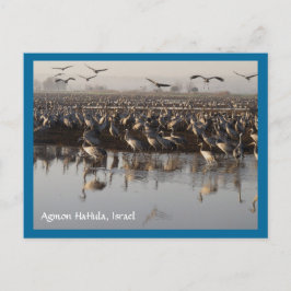 Tarjeta postal de aves migratorias