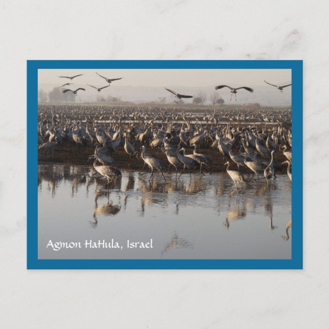 Tarjeta postal de aves migratorias (Anverso)