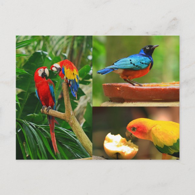 Tarjeta postal de aves tropicales (Anverso)