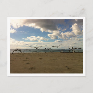 Tarjeta postal de aves voladoras