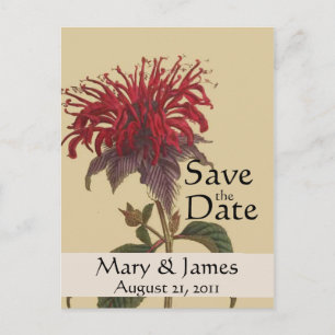 Tarjeta postal de aviso de Monarda de botánicos an