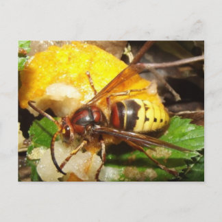 Tarjeta postal de Avispas