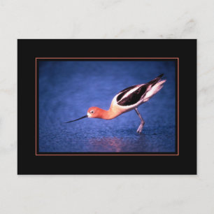 Tarjeta postal de Avoceta Americana
