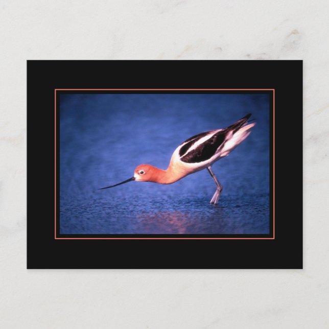 Tarjeta postal de Avoceta Americana (Anverso)
