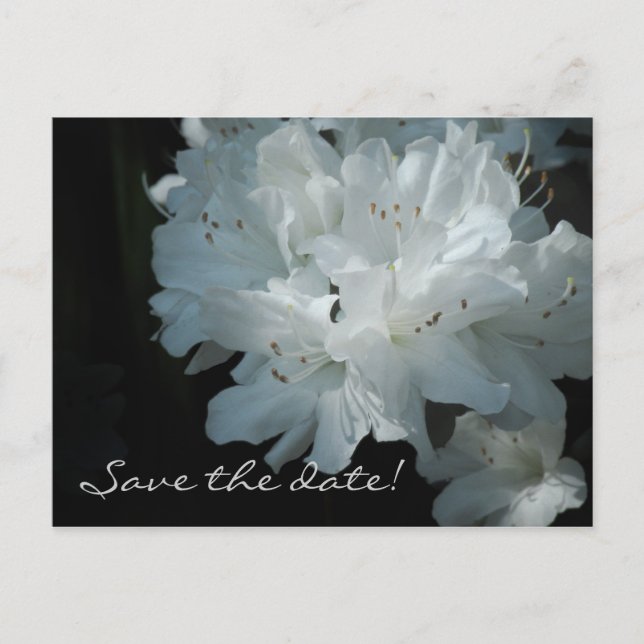Tarjeta postal de azaleas blancas para guardar la  (Anverso)