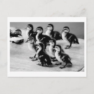 Tarjeta postal de B&W Ducklings