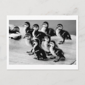 Tarjeta postal de B&W Ducklings