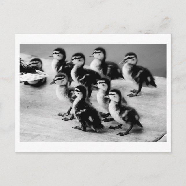 Tarjeta postal de B&W Ducklings (Anverso)