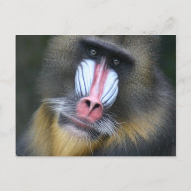 Tarjeta postal de Baboon Face (Anverso)