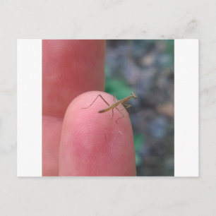 Tarjeta postal de Baby Praying Mantis