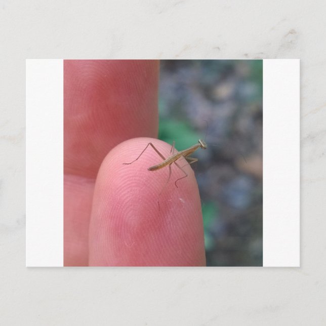 Tarjeta postal de Baby Praying Mantis (Anverso)