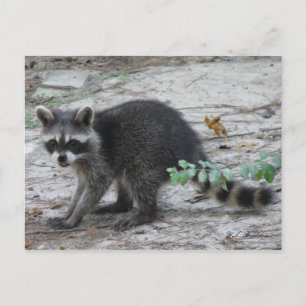 Tarjeta postal de Baby Raccoon