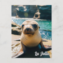 Tarjeta postal de Baby Sea Lion La Jolla Californi