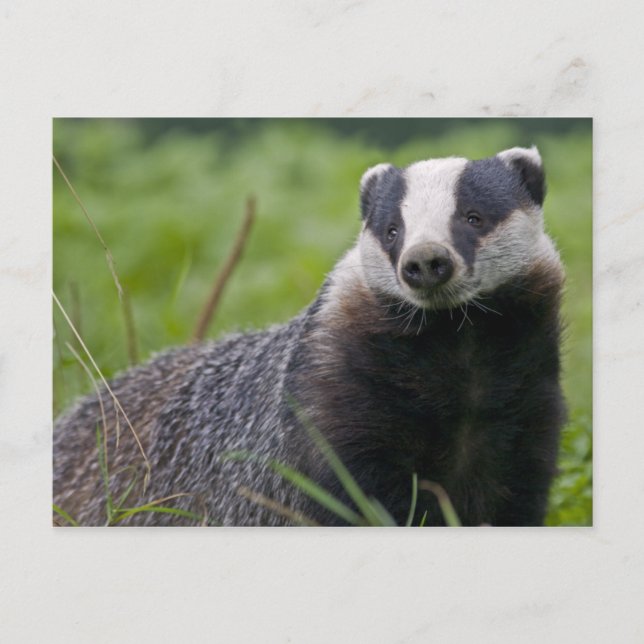 Tarjeta postal de Badger (Anverso)