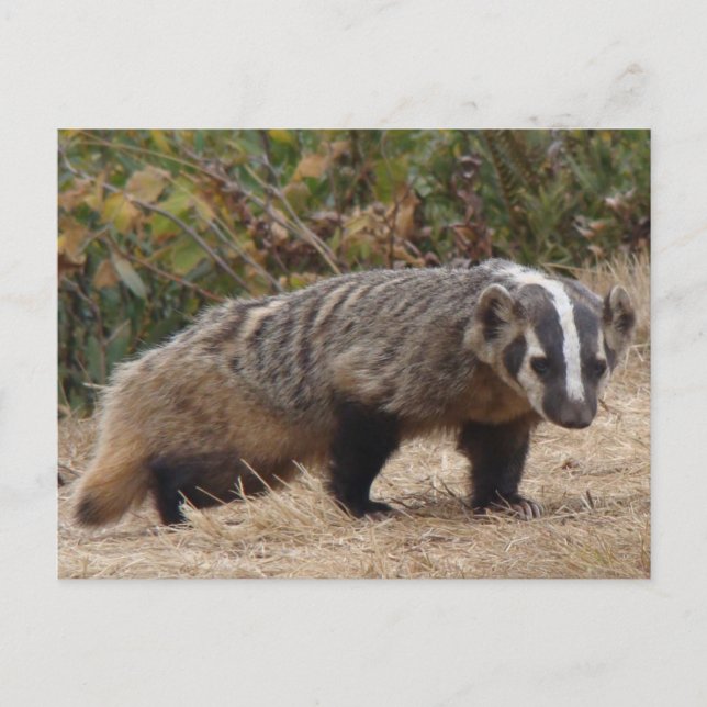 Tarjeta postal de Badger (Anverso)