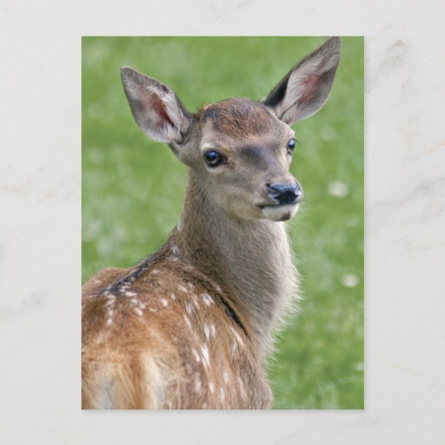 Tarjeta postal de Bambi (Anverso)