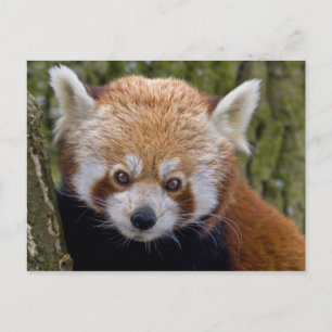 Tarjeta postal de Bandido Rojo