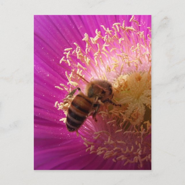 Tarjeta postal de Bee (Anverso)