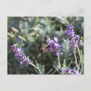 Tarjeta postal de Bee