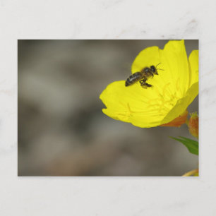 Tarjeta postal de Bee