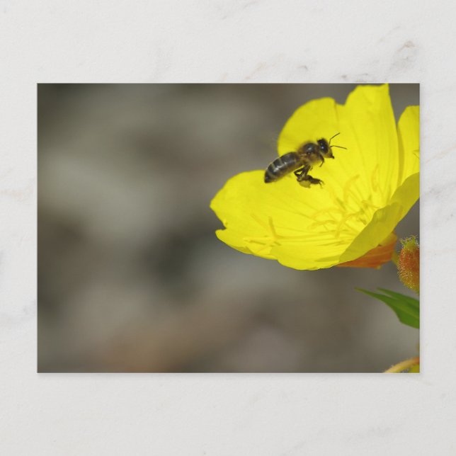 Tarjeta postal de Bee (Anverso)