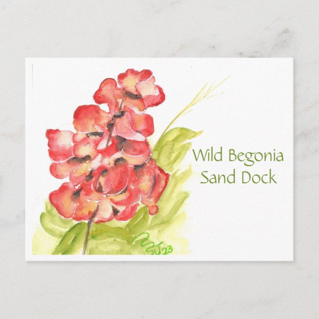 Tarjeta postal de Begonia silvestre (Anverso)