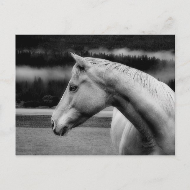 Tarjeta postal de belleza blanca (Anverso)