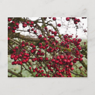 Tarjeta postal de Berries para la espina dorsal ro