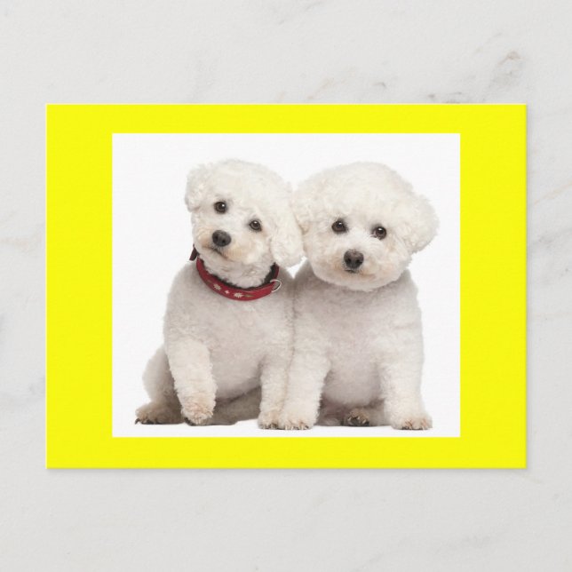Tarjeta postal de bienvenida Bichon Frise Puppy Do (Anverso)