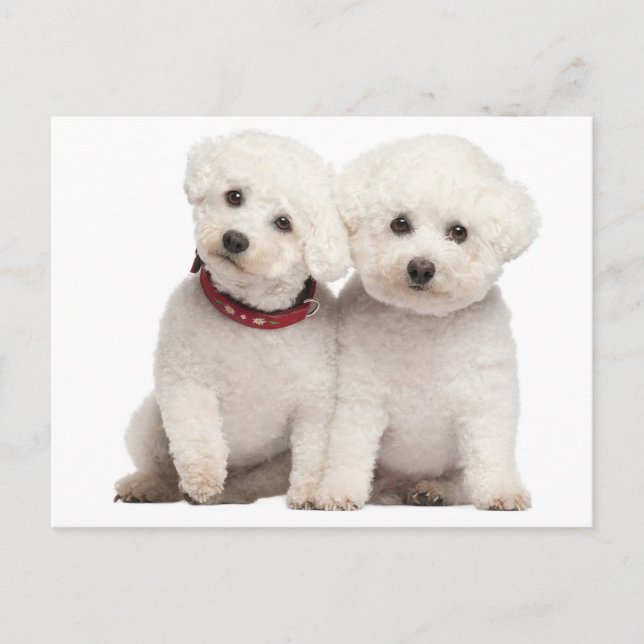 Tarjeta postal de bienvenida Bichon Frise Puppy Do (Anverso)