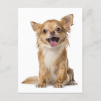 Tarjeta postal de bienvenida de porcino chihuahua