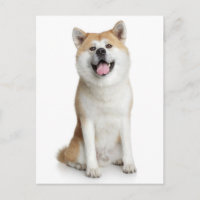 Tarjeta postal de bienvenida para perro chiba inu