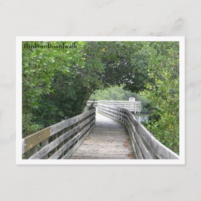 Tarjeta postal de Bird on Boardwalk (Anverso)