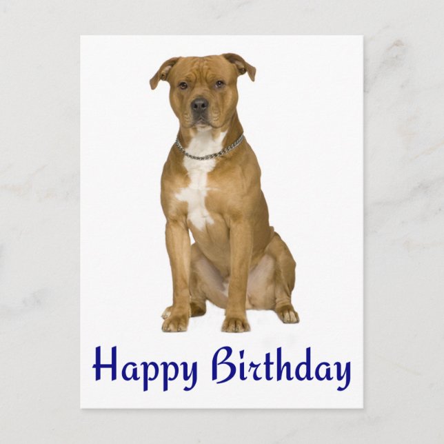 Tarjeta postal de Birday American Staffordshire Te (Anverso)