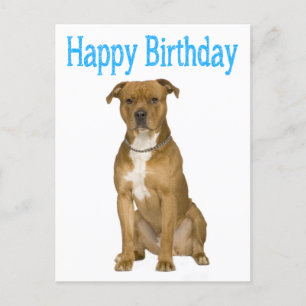 Tarjeta postal de Birday American Staffordshire Te