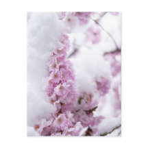 Tarjeta postal de Blossoms