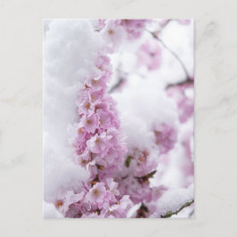 Tarjeta postal de Blossoms