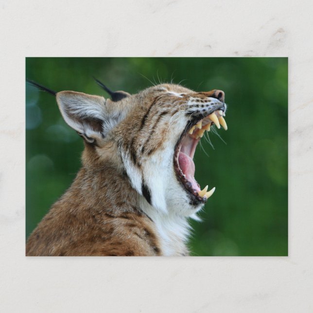 Tarjeta postal de Bobcat bostezando (Anverso)