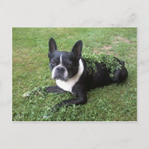 tarjeta postal de boston terrier