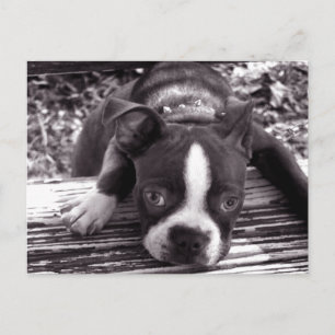 Tarjeta postal de Boston terrier