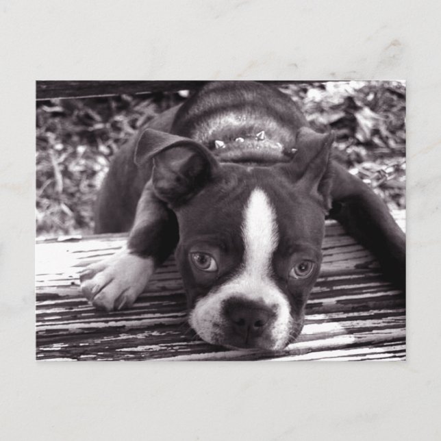 Tarjeta postal de Boston terrier (Anverso)